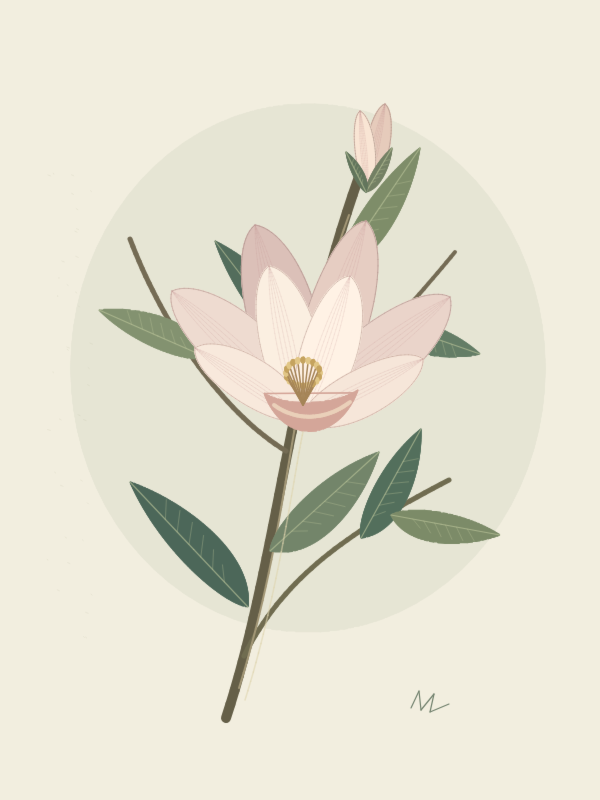 Magnolia Study